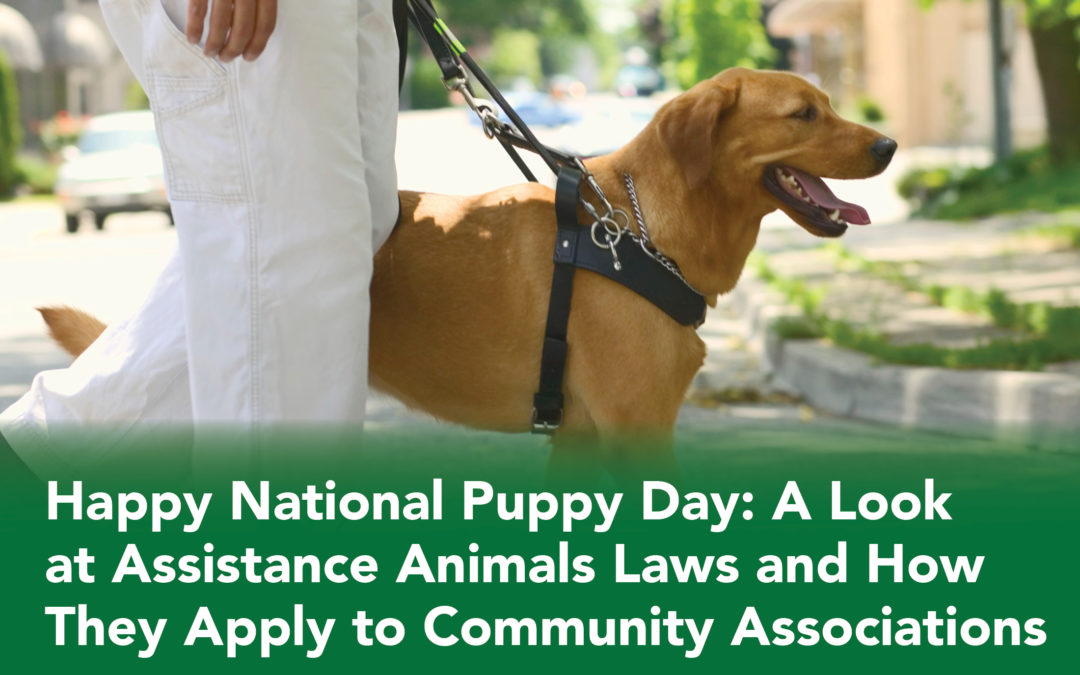 Happy National Puppy Day: A look at assistance animals laws and how they apply to community associations